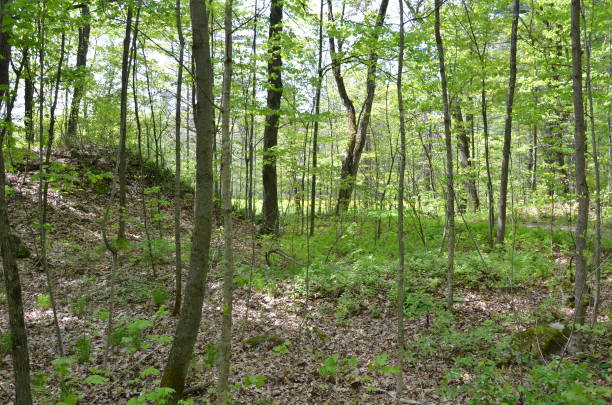 istock green plants and leaves on tree in forest 1303192707