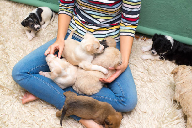 istock Woman playing with puppies 1303192733