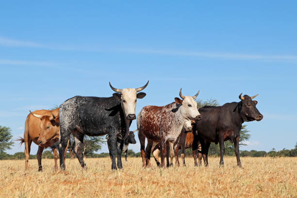 Free-range nguni cattle in grassland on a rural farm - South Africa Free-range nguni cattle in grassland on a rural farm - South Africa nguni cattle stock pictures, royalty-free photos & images