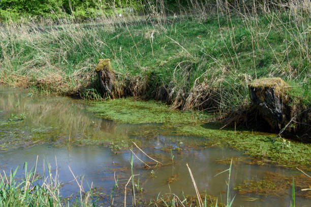 istock Ditch or stream flows through a meadow. Tree stumps overgrown with moss stand on the embankment. 1303193716