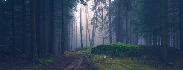 istock Mysterious foggy forest 1303194426