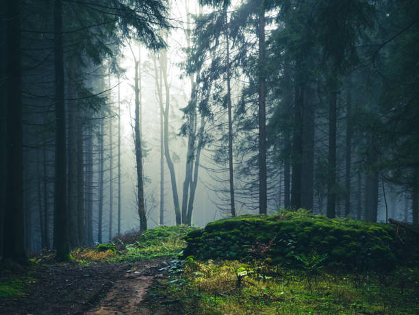 istock Mysterious foggy forest 1303194441