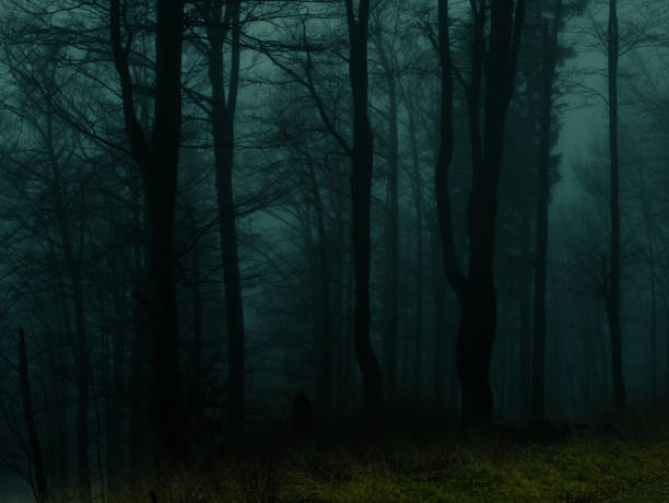 Creepy beech trees forest in Jeseniky mountains at autumn. Gloomy hilly foggy landscape, tree trunks. Jeseniky mountains, Eastern Europe, Moravia.