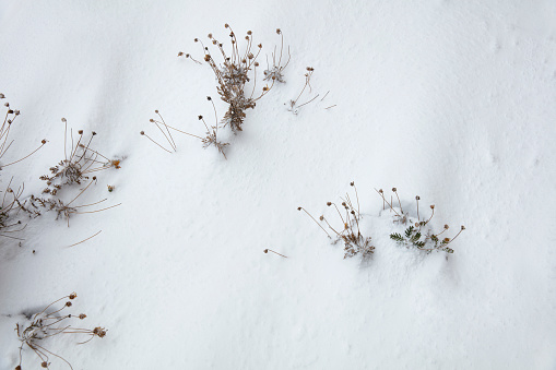 Dry plant on the snow background