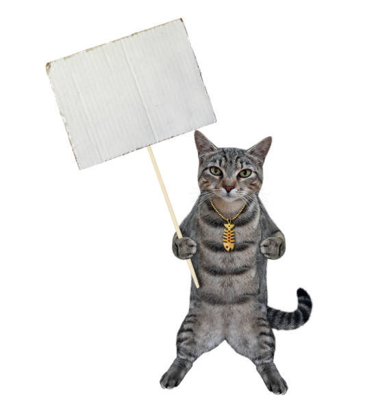istock Cat gray with blank poster on stick 2 1303196928