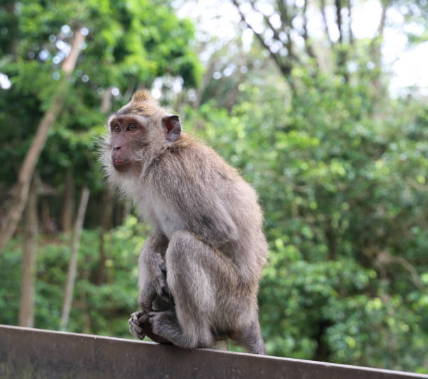 istock Monkey from the Monkey Forest of Bali 1303197282
