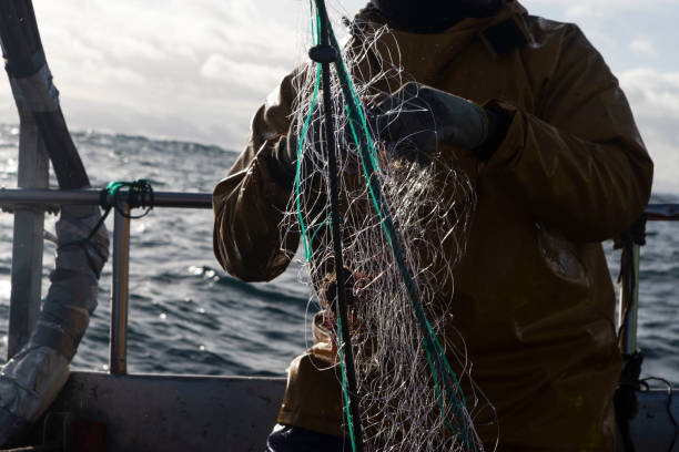 어부가 갈리시아 스페인 보트에 물고기를 그물을 준비 - fish trap 뉴스 사진 이미지