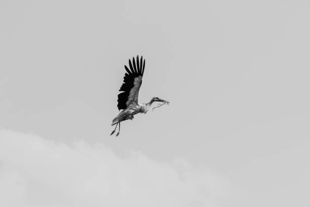istock The stork with the weed flies to make a nest. 1303197607