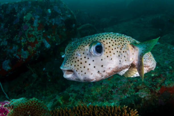 A single pufferfish swims calmly through clear blue water above a rocky seabed.The minimal underwater composition and open blue background create a peaceful atmosphere, making this image suitable for educational, wellness, marine conservation, and nature-related designs.The ample copy space allows flexible use for web banners, presentations, and visual backgrounds.