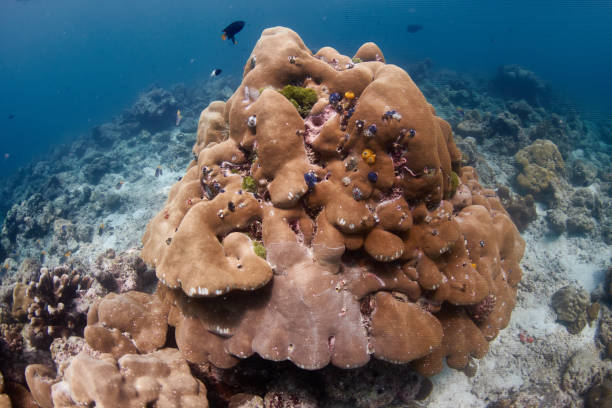 istock Fragile Christmas Tree Worms on a hard coral on a shallow water reef 1303200360