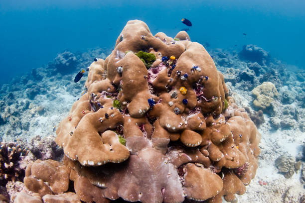 istock Fragile Christmas Tree Worms on a hard coral on a shallow water reef 1303200373