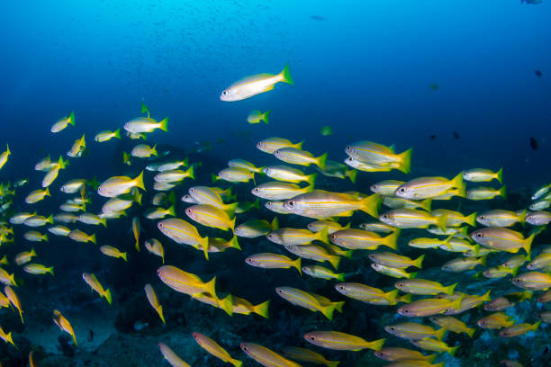 istock Shoal of tropical fish on a coral reef 1303200433