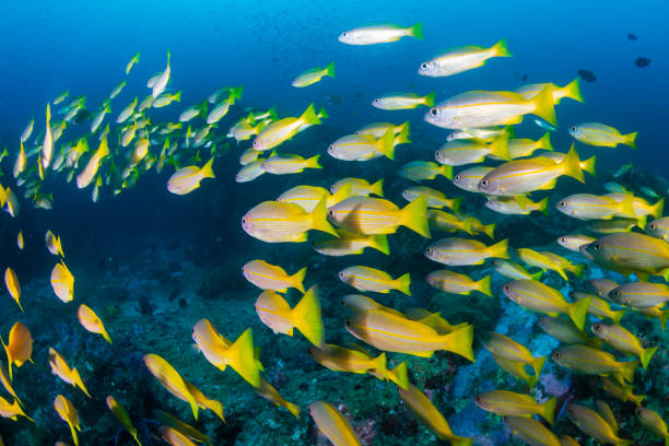 istock Shoal of tropical fish on a coral reef 1303200599