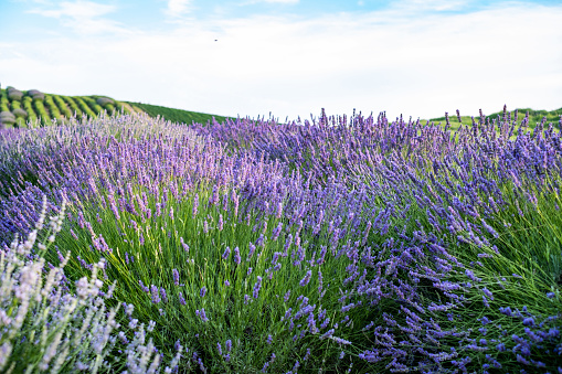 Meadow full of lavender plants
