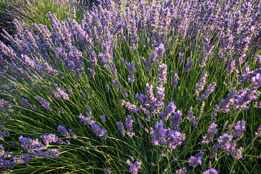 Lavender flowers