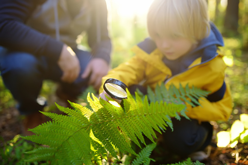 Preschooler boy and his father are exploring nature with magnifying glass. Little child is looking on leaf of fern with magnifier. Summer family vacation for inquisitive kids in forest. Hiking. Scout