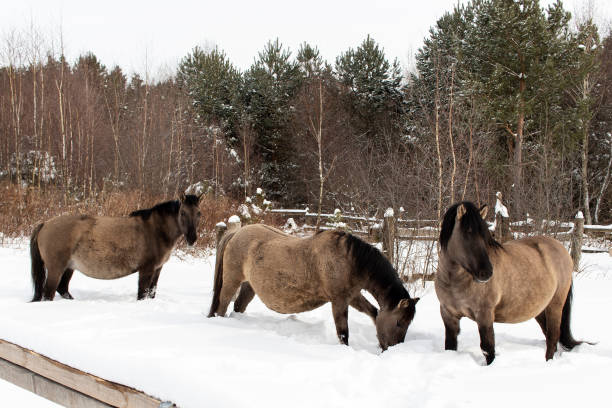 istock Tarpans in the nature park. 1303203733