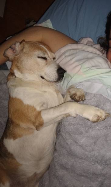 istock a big sleep with my dog 1303204246