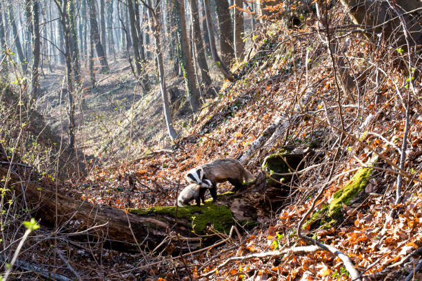 a badger with his cub in the woods