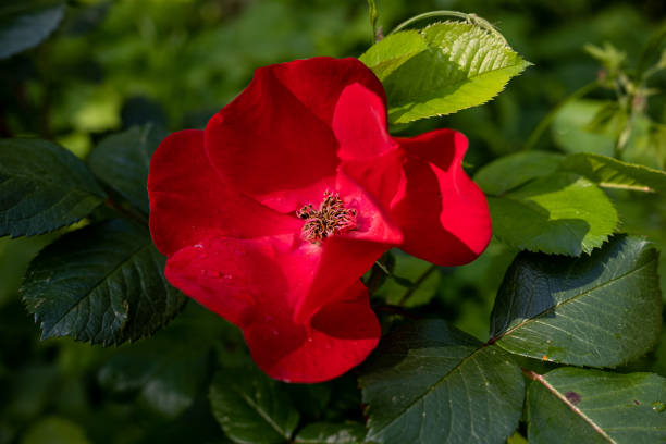 beauty in nature
