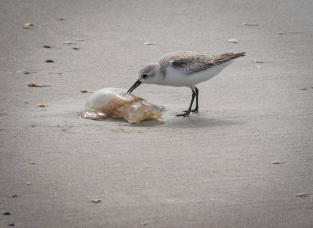 istock Elegant tern on water of a beach 1303205319
