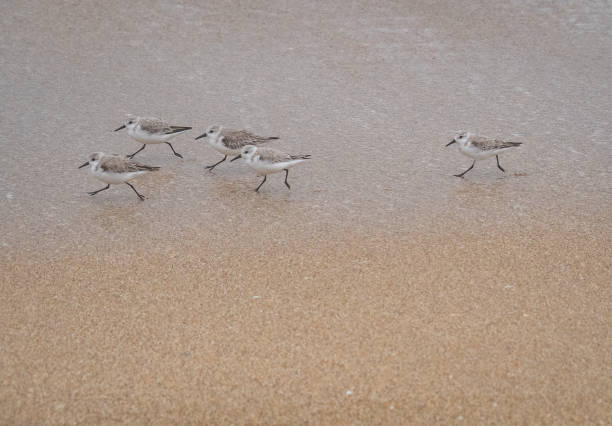 istock Cute little Sandpippers on a beach 1303205497
