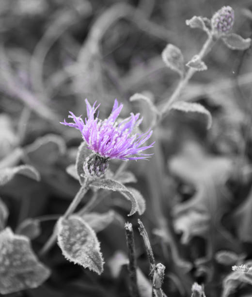 istock Wild Clover and Blue Flax with Morning Frost 1303205567