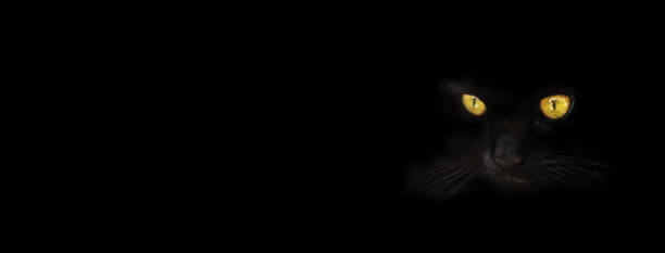 istock Yellow eyes of black cat 1303205886