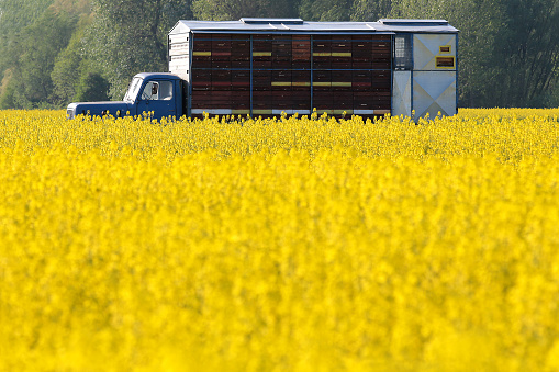 A Yellow Field of rapeseed flowers With a Beekeepers Truck and a Green Forest in The Background