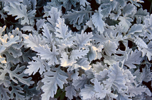 Top view of dusty miller, Centaurea cineraria or Jacobaea maritima. Silver foliage background. Closeup. Top view of dusty miller, Centaurea cineraria or Jacobaea maritima. Silver foliage background. Closeup dusty miller photos stock pictures, royalty-free photos & images