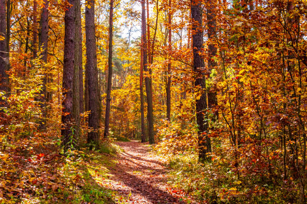 istock Middle of the autumn forest II 1303210329