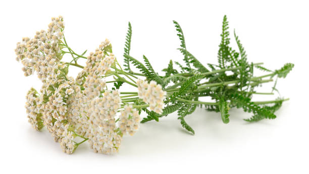 istock Yarrow plant isolated. 1303211502