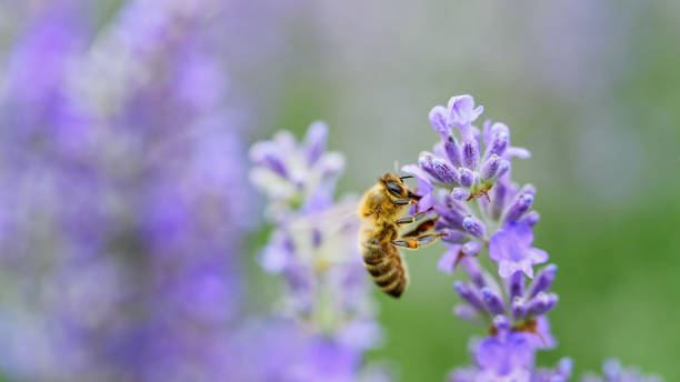 istock Pollination with bee and lavender with sunshine, sunny lavender. 1303212510