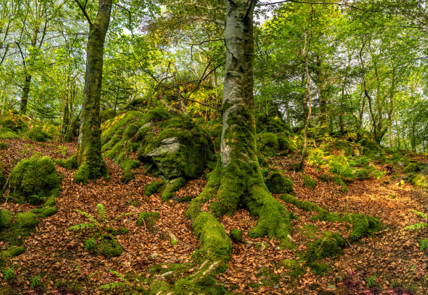 istock Roots covered with moss in the forest. 1303213539