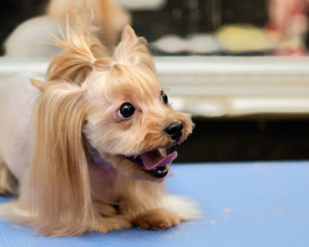 istock a Yorkshire terrier lies on a grooming table 1303213802