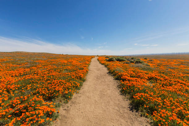 California Poppy Trail Path Dirt path at the Antelope Valley California Poppy Reserve State Park. antelope valley poppy reserve stock pictures, royalty-free photos & images