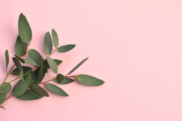 istock Eucalyptus branches on pink background Flat lay, top view. 1303216216