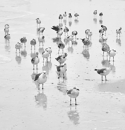 A flock of seagulls faces the photographer on the shoreline