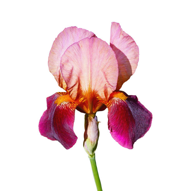 Spring flowers. Beautiful flower of iris, isolated on white background
