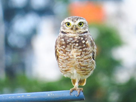 beautiful owl with blurred background