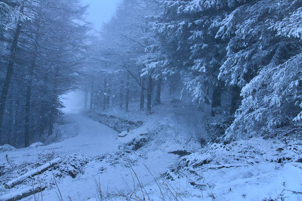 Beautiful winter snowy woods Ticknock Forest National Park, Co. Dublin, Ireland stock photo