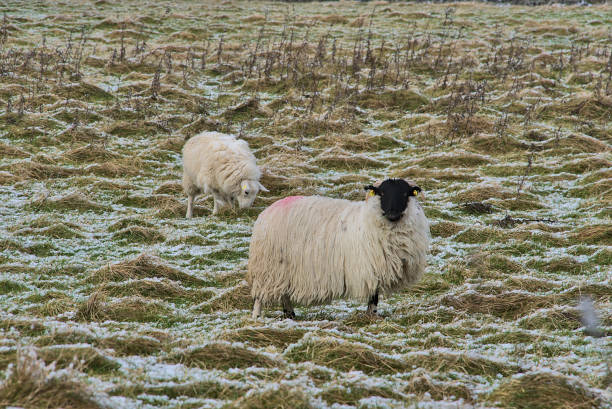 istock Two cute sheep grazing snowy grass, Co. Dublin, Ireland 1303221122