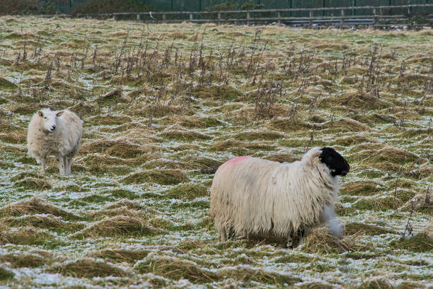 istock Two cute sheep grazing snowy grass, Co. Dublin, Ireland 1303221681