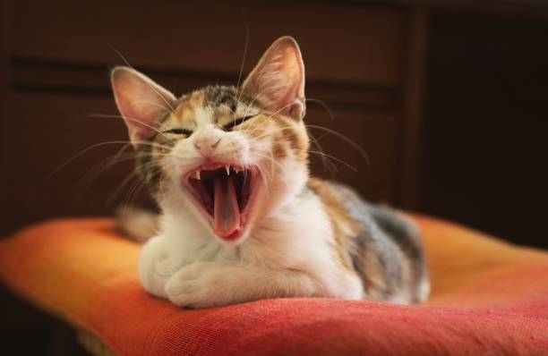istock Sleepy kitten yawning. Close up, studio shot. 1303221807