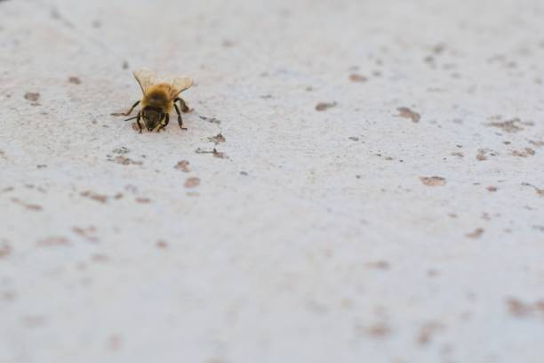 istock Honeybee on a white plaster surface with large negative space. Extreme close up. 1303222658