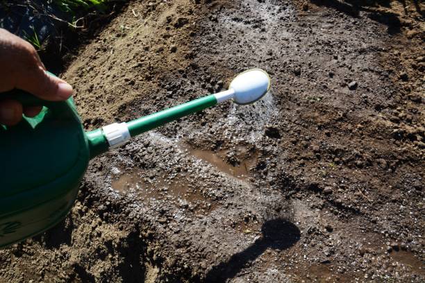 istock This and that of the work in the vegetable garden. 1303223656