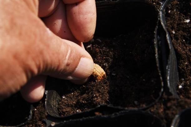 istock This and that of the work in the vegetable garden. 1303223684