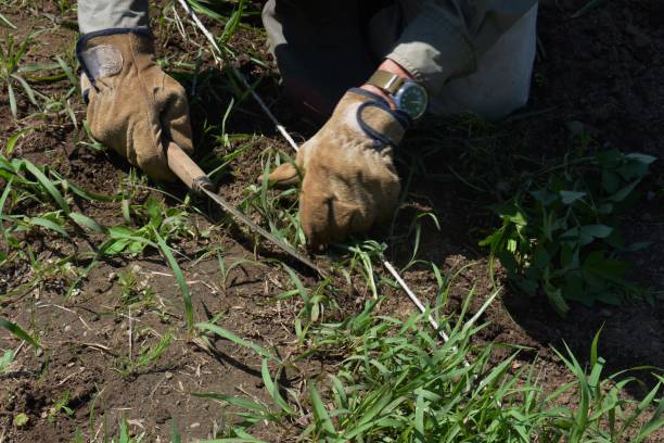 istock This and that of the work in the vegetable garden. 1303223697