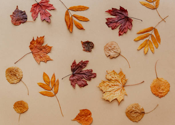 istock Autumn composition background. Pattern made of autumn tree leaves on white background. Top view. Copy space. Flat lay 1303224640