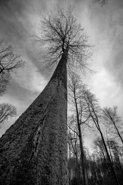 istock Trees top shot from the bottom up 1303224900
